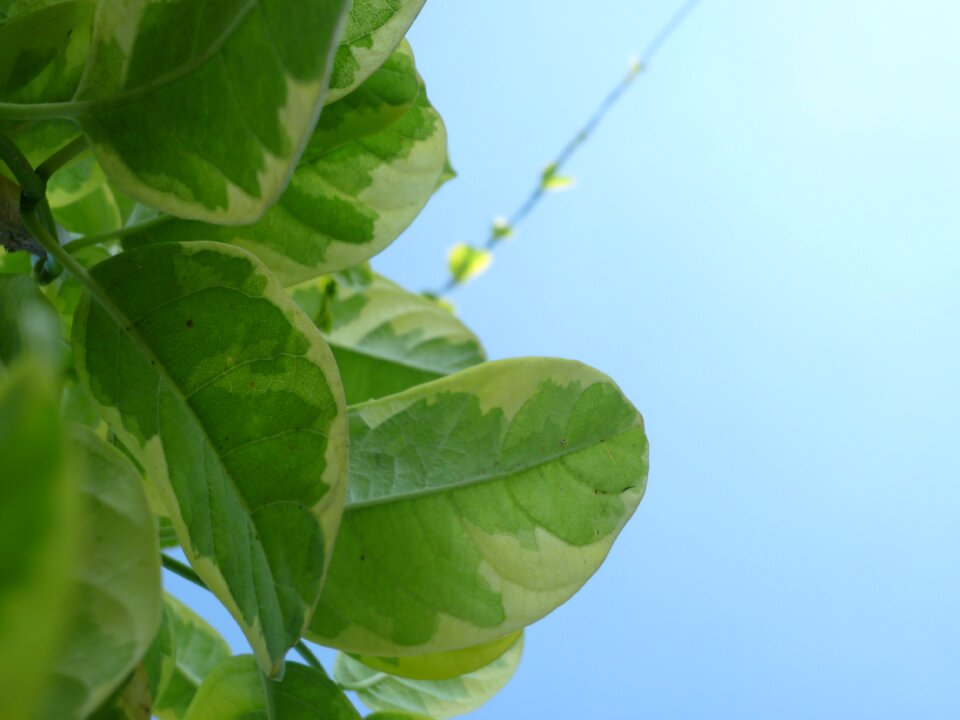 Autumn leaves sky green