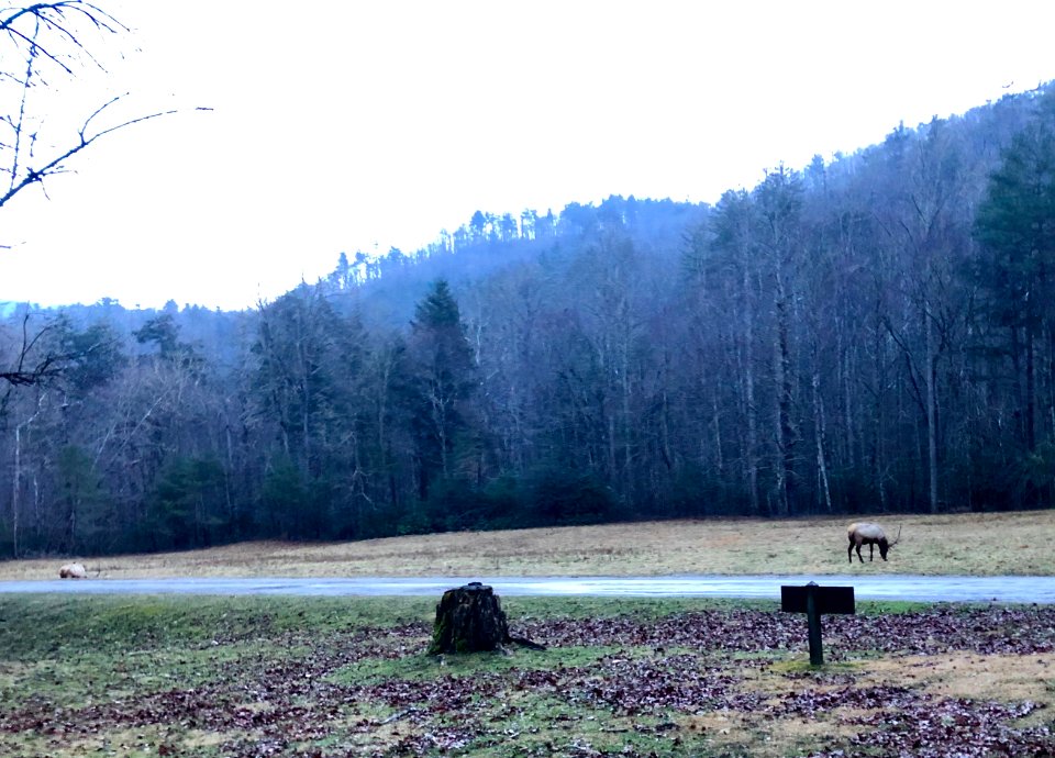 Elk in Meadow, Cataloochee, NC 