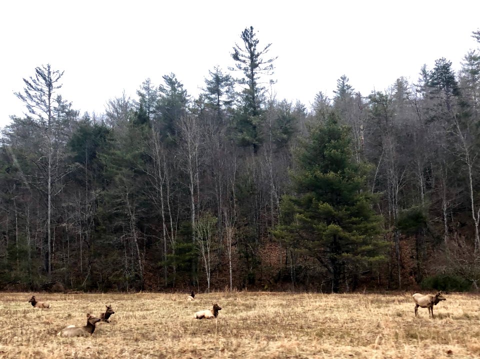 Elk in Meadow, Cataloochee, NC 