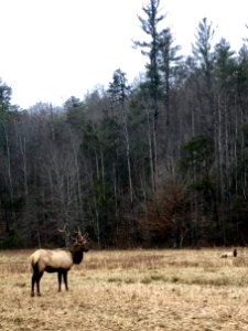 Elk in Meadow, Cataloochee, NC 