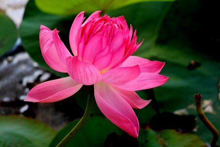 Flower lotus india