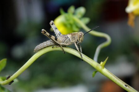 Grasshopper insect animal photo