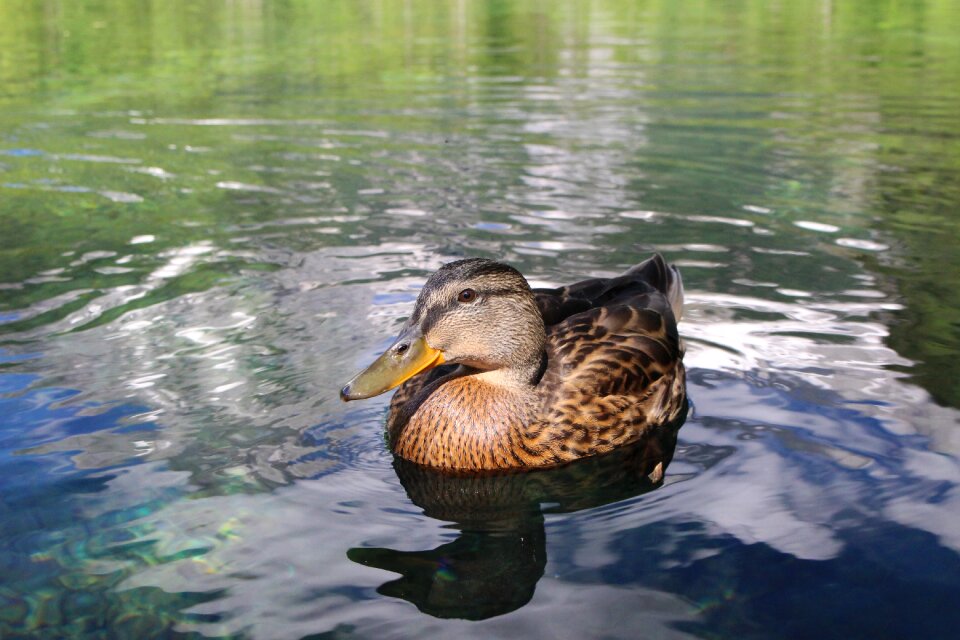 Nature waters animal