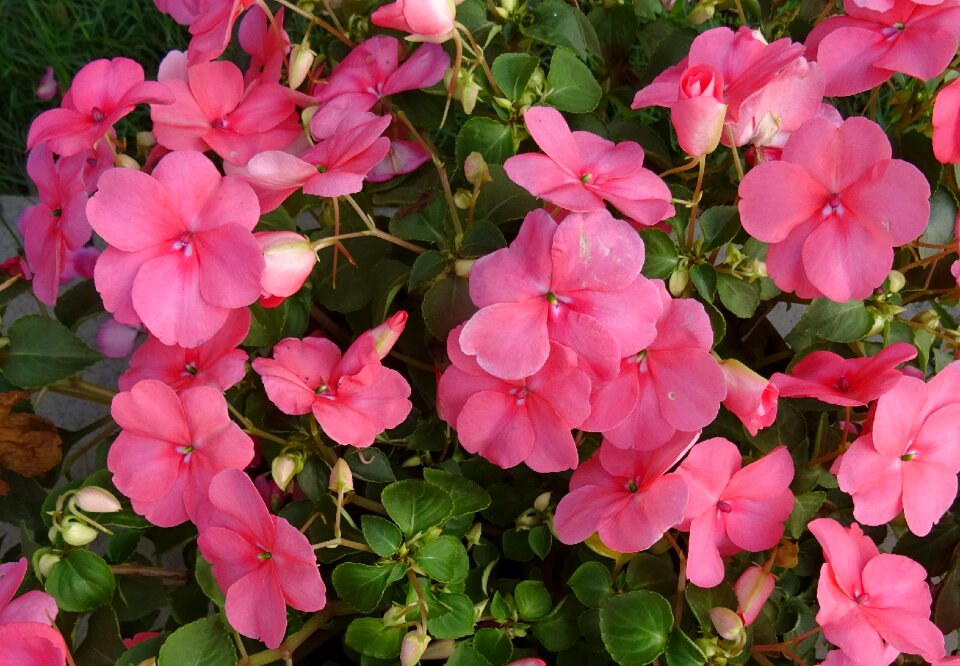 Impatiens sultanii busy lizzie balsam