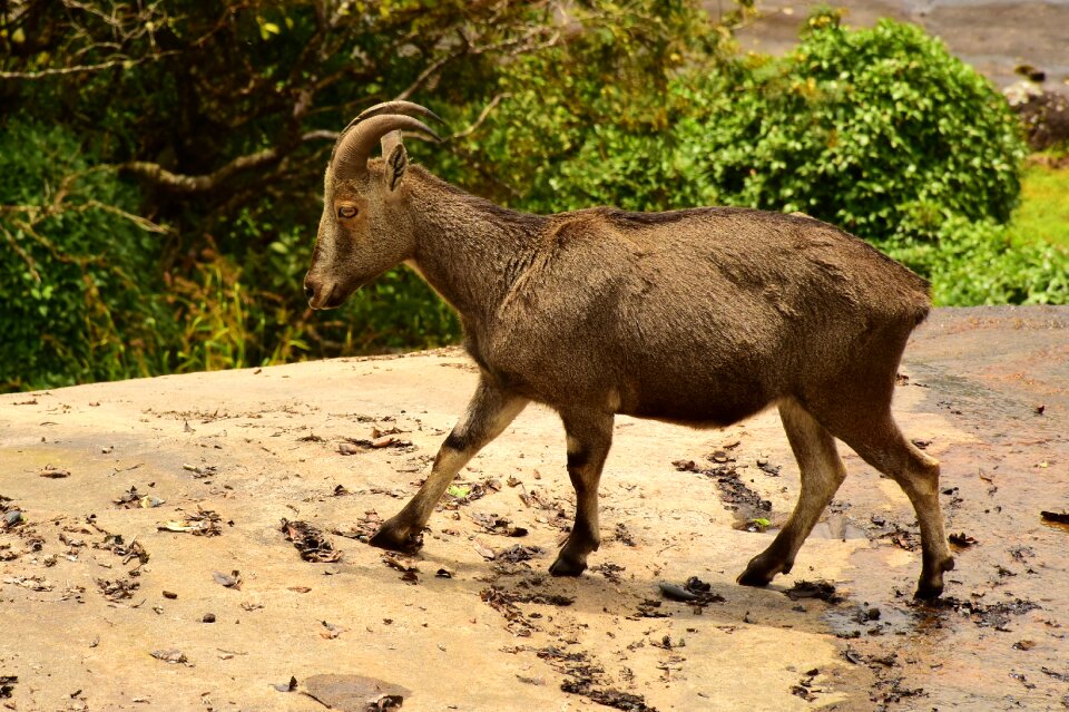Goat animal wildlife