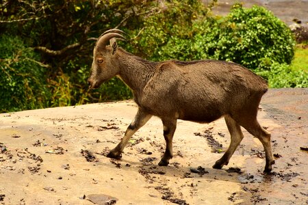 Goat animal wildlife photo