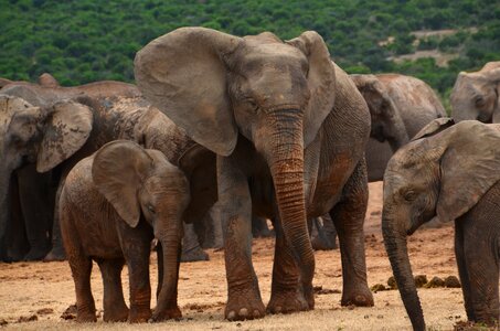 Wild animal pachyderm african bush elephant photo