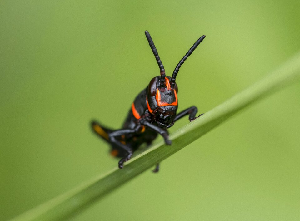 Close-up grass insect