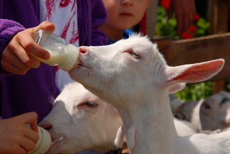 Suck feeding bottle animal