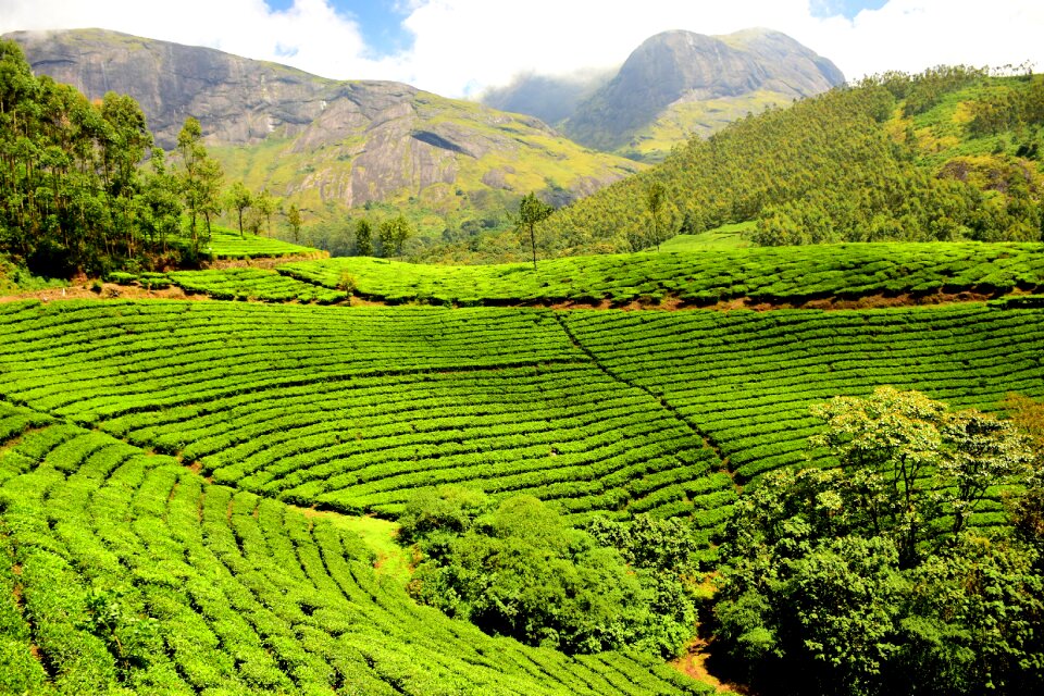 Green garden green tea green gardening