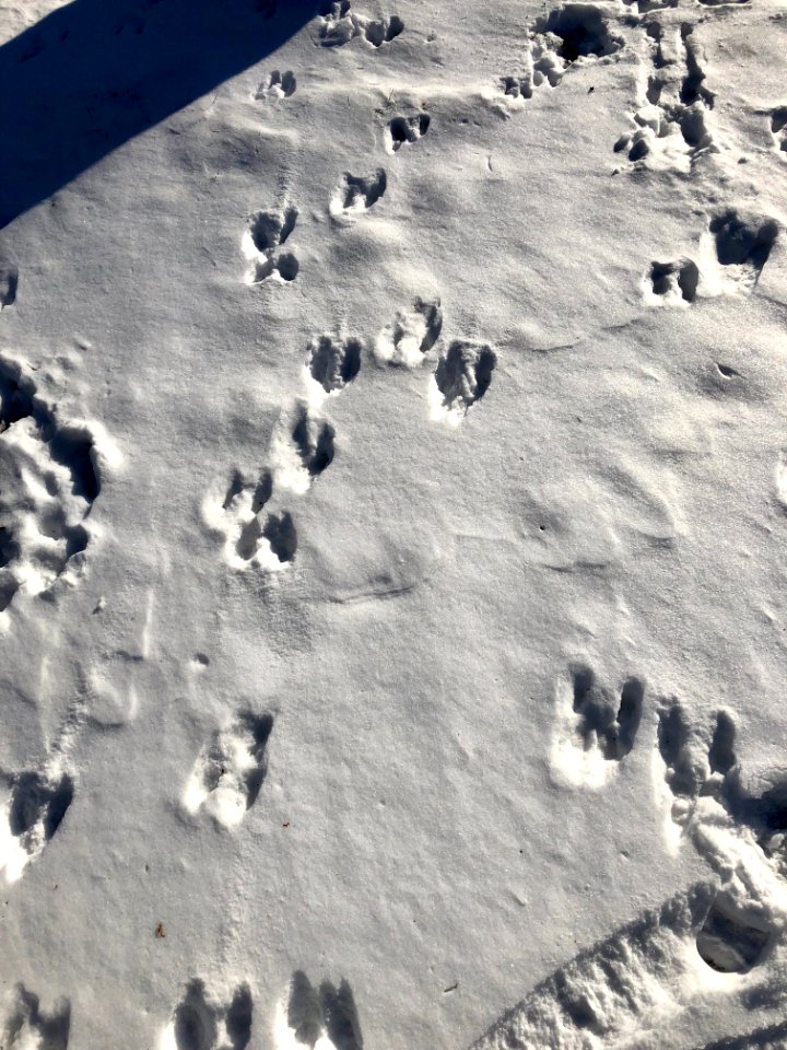 Footprints in the Snow, Burnet Woods, Clifton, Cincinnati,… 