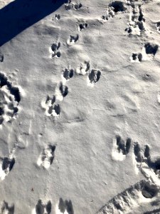 Footprints in the Snow, Burnet Woods, Clifton, Cincinnati,… 