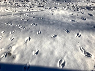 Footprints in the Snow, Burnet Woods, Clifton, Cincinnati,… 