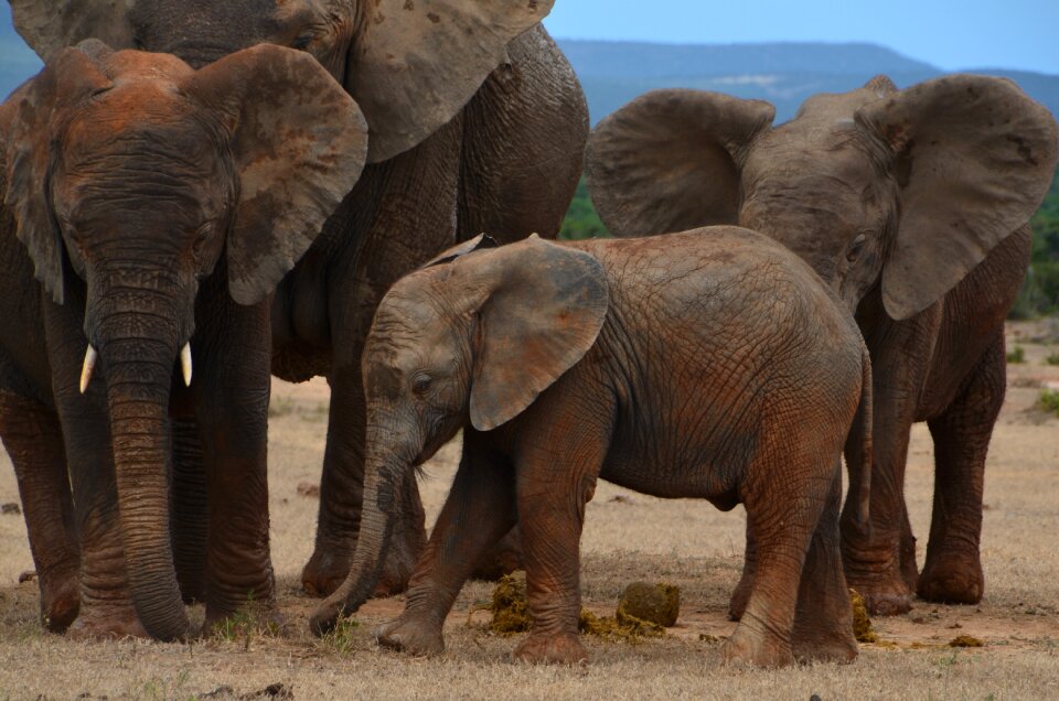 Wild animal pachyderm african bush elephant