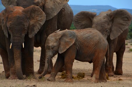 Wild animal pachyderm african bush elephant photo