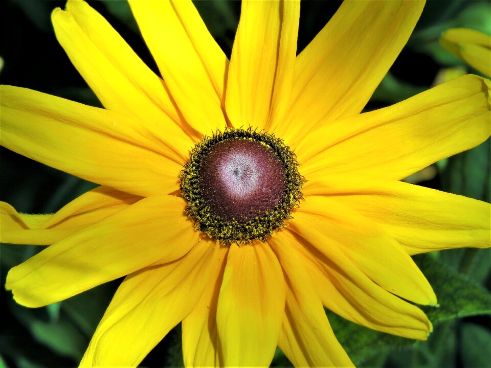 Yellow brown garden