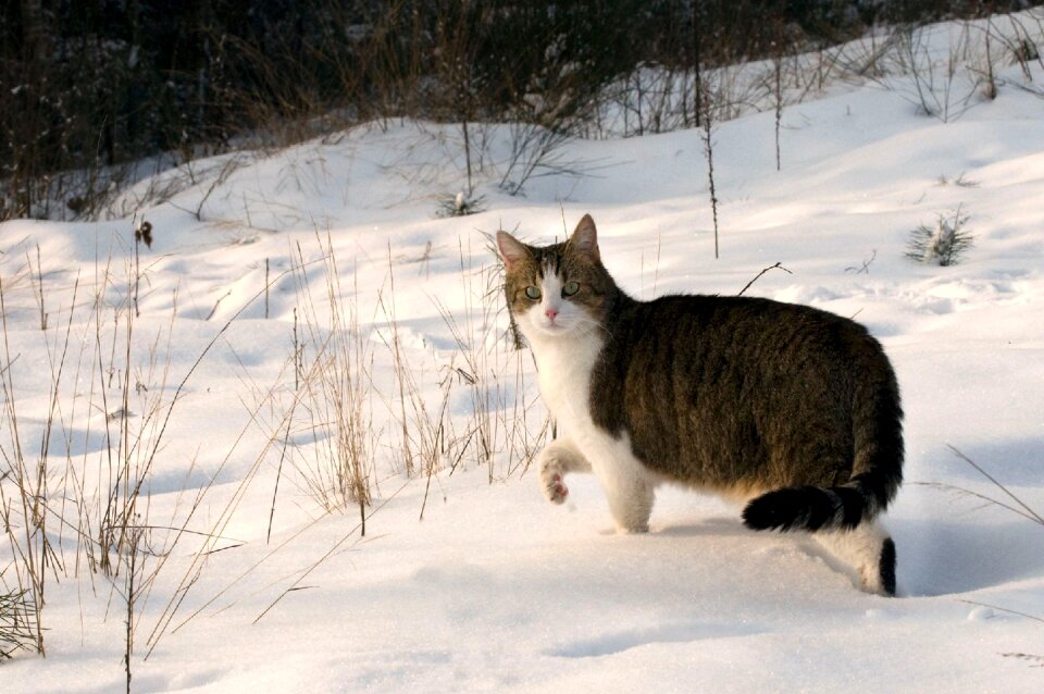 Winter animal domestic cat