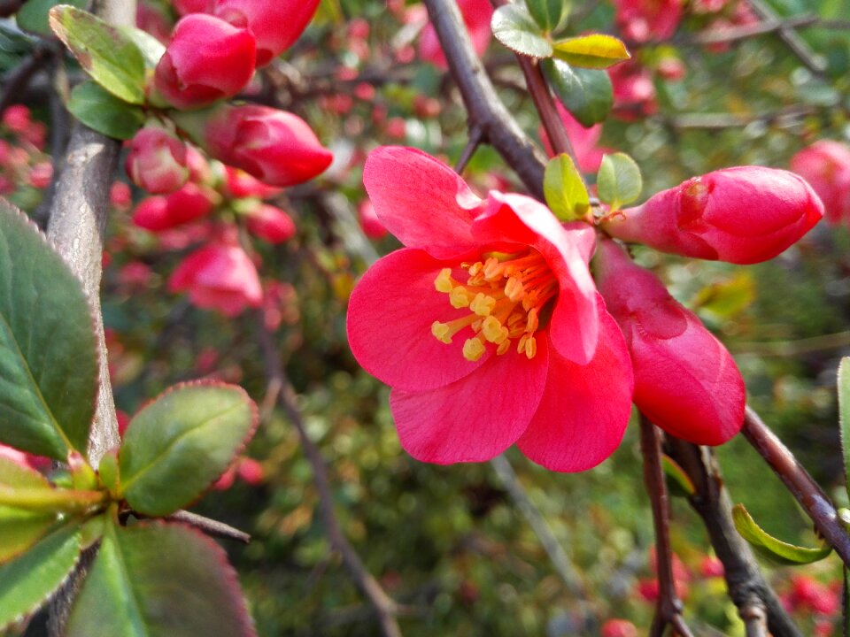 Spring flower red flower flowers