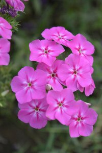 Beautiful nature bunch