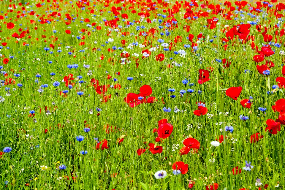 Spring meadow wild flowers poppy