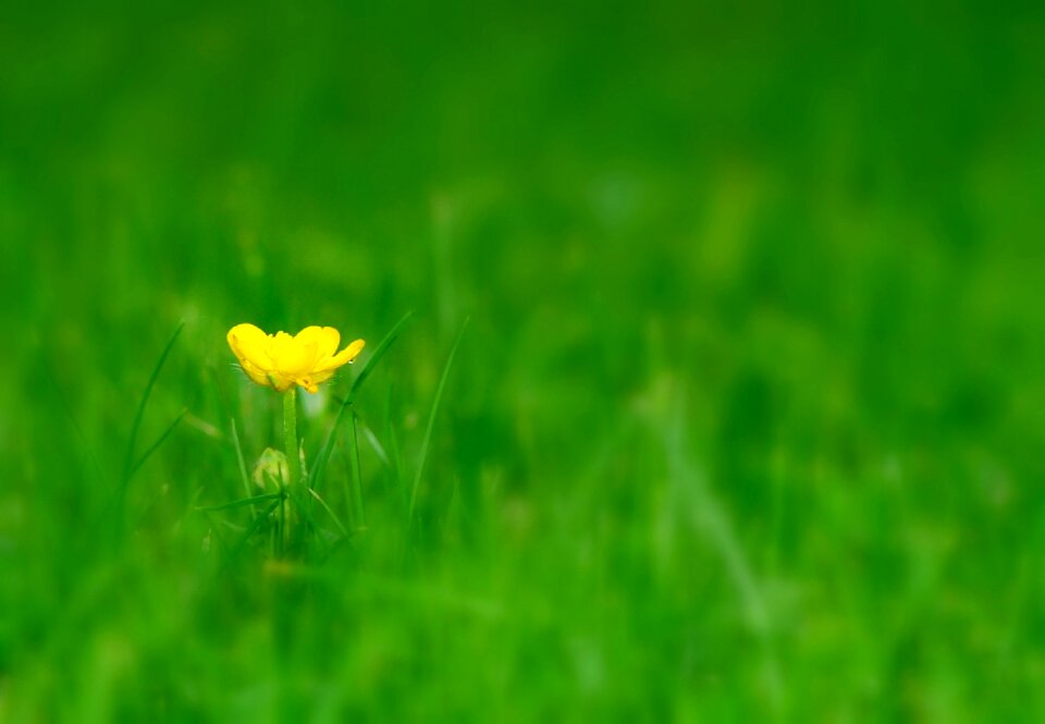 Nature spring grass