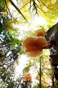 Agaric nature forest