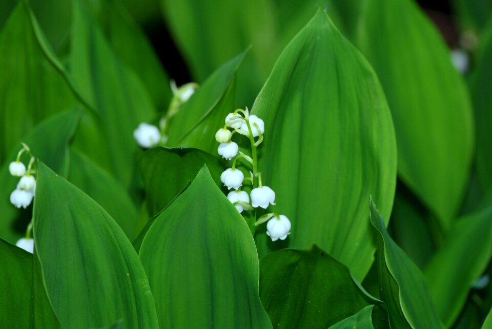 White plant signs of spring photo