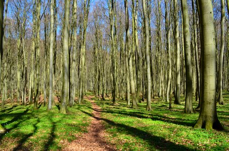 Trees green spring