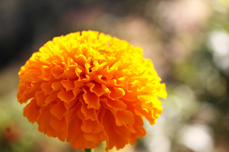 Gold blooming petal