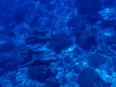 In water diving animal
