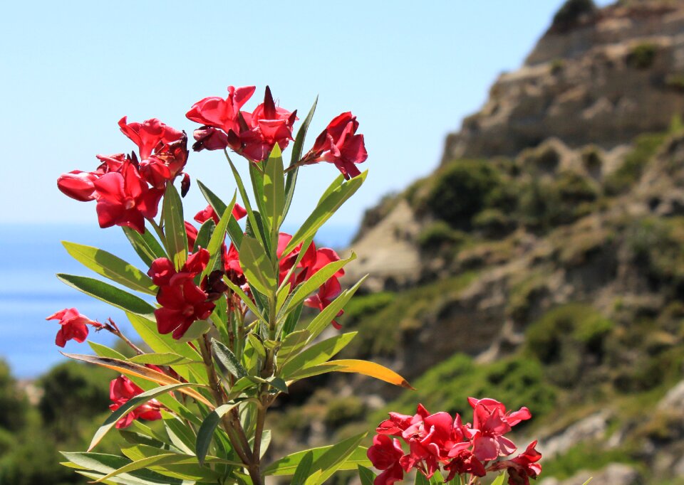Summer cliff mountain
