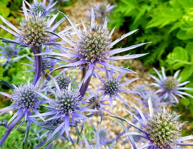 Bloom flower nature