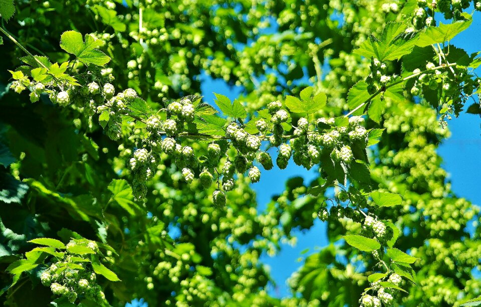 Green bavaria leaves