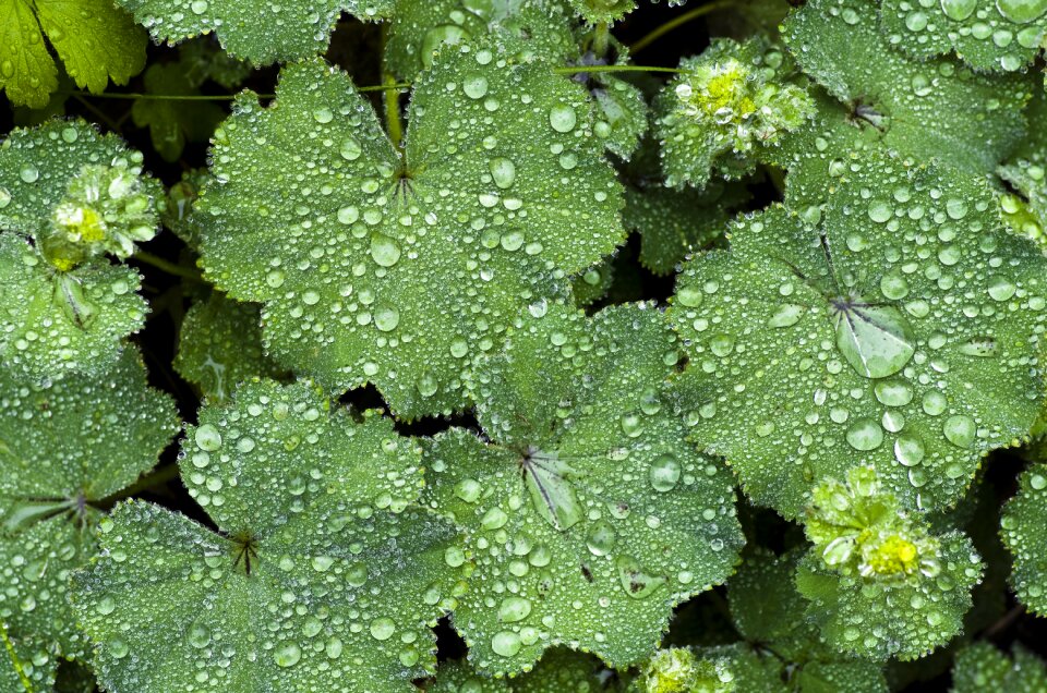 Spring drop of water green