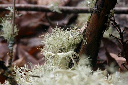 Lichen moss nature