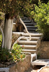 Tree shrubs path photo