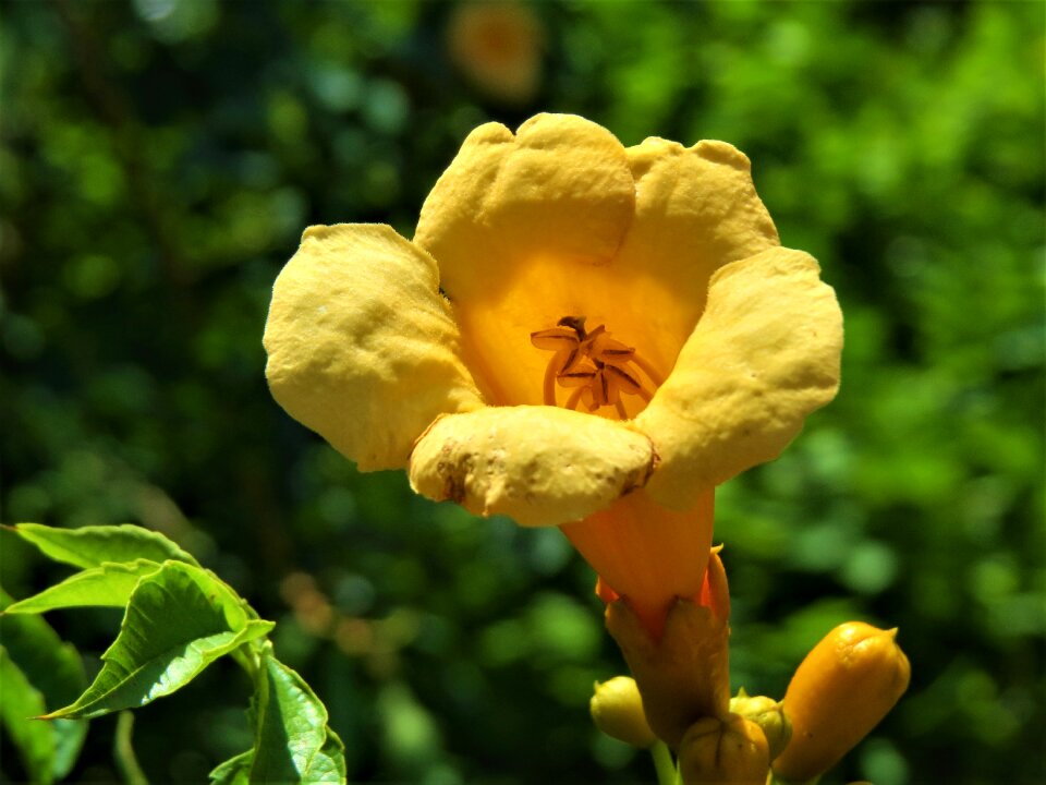 Yellow green wild