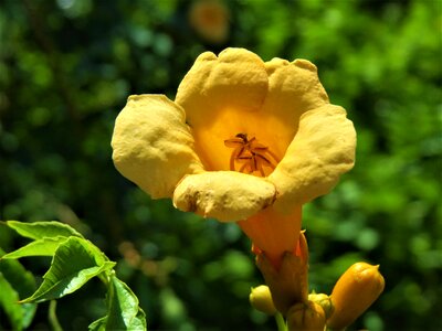Yellow green wild