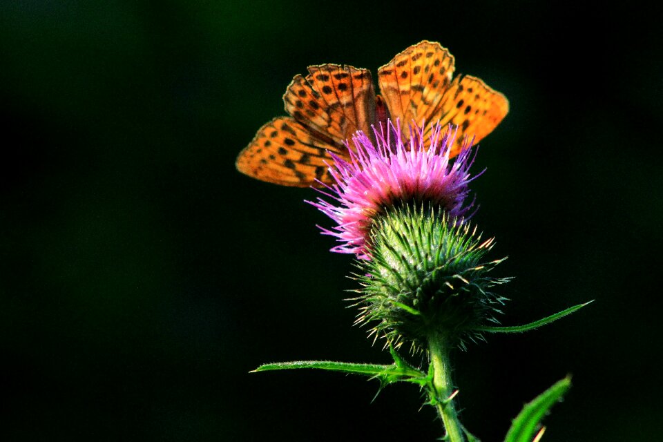 Nature spring bug