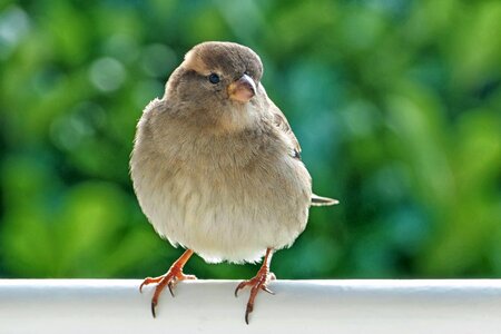 House sparrow bird female