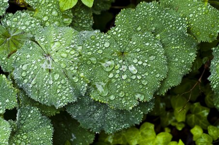 Spring drop of water green