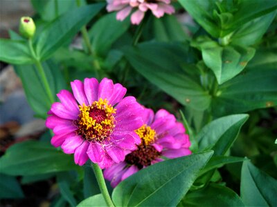 Yellow green garden photo