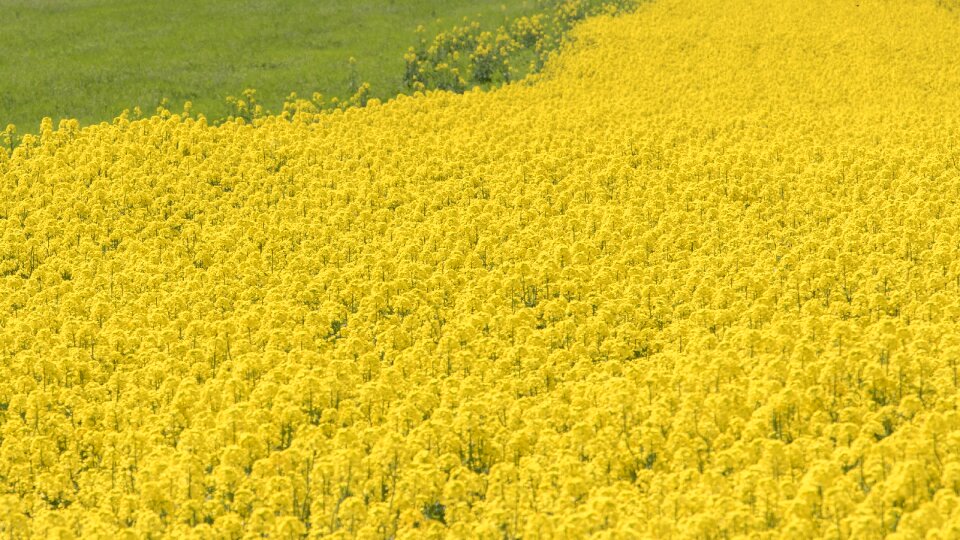 Yellow japan field