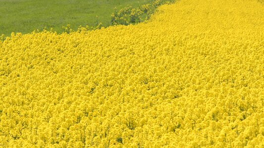 Yellow japan field