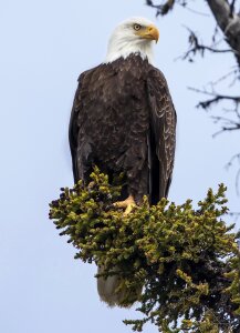 Bird nature wild