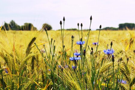 Grain food field photo