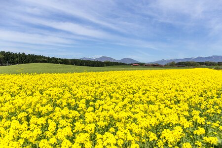 Yellow japan field