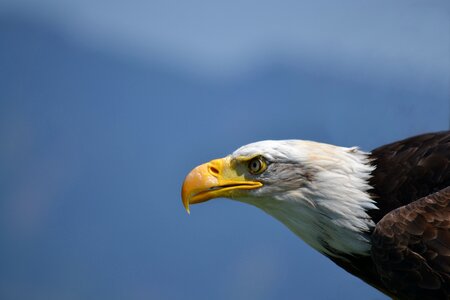 Bird coat of arms of bird raptor