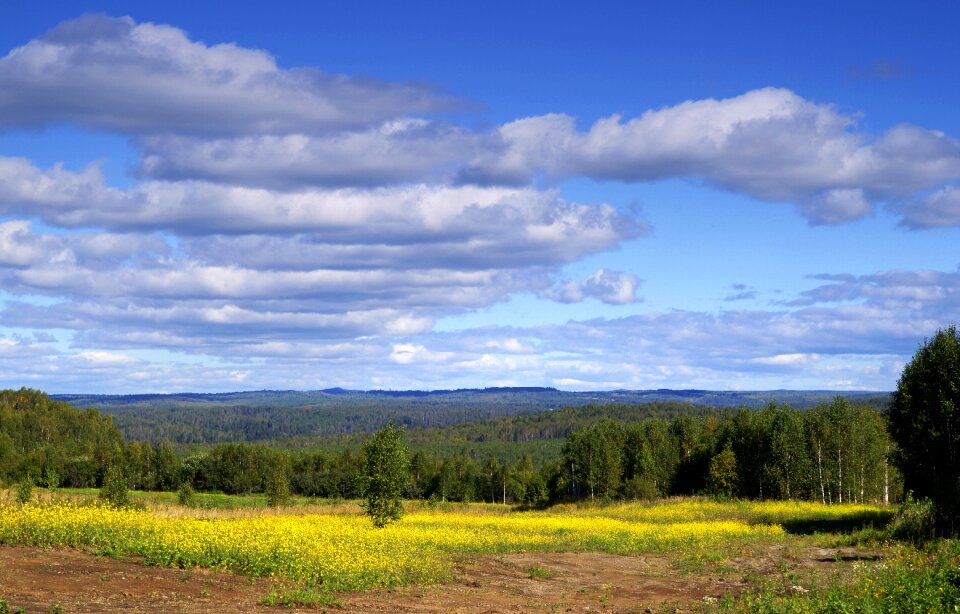Forest summer landscape