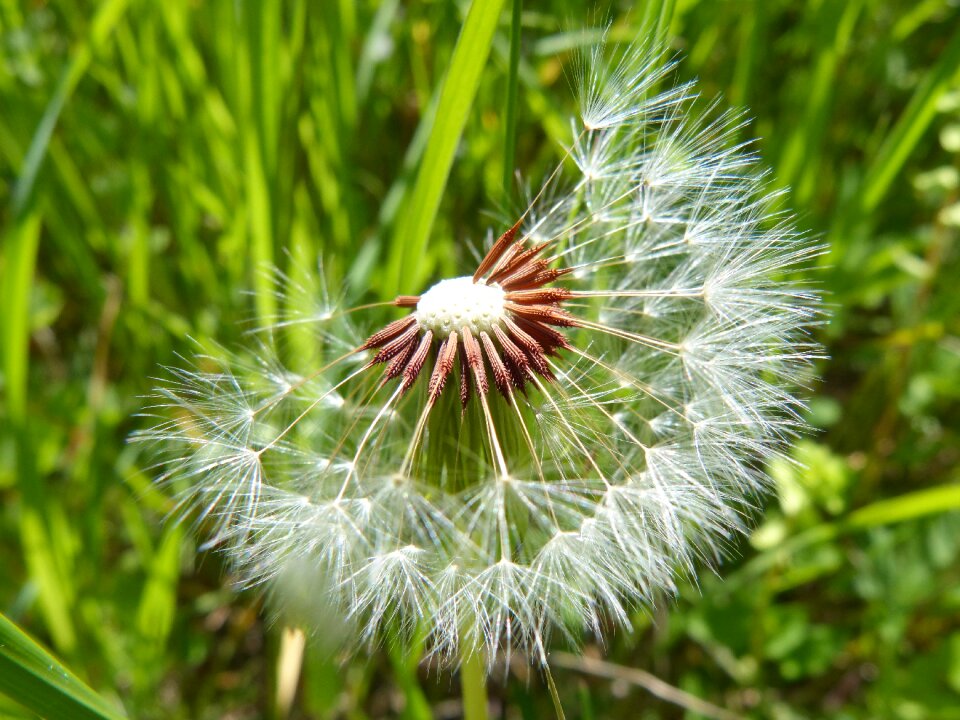 Wind detail plant geometry